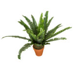 BOSTON FERN Decorative Potted Flower: 45cm #C213KP