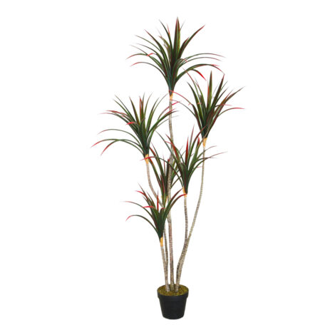 Dracaena Decorative Potted Flower: 160cm 1