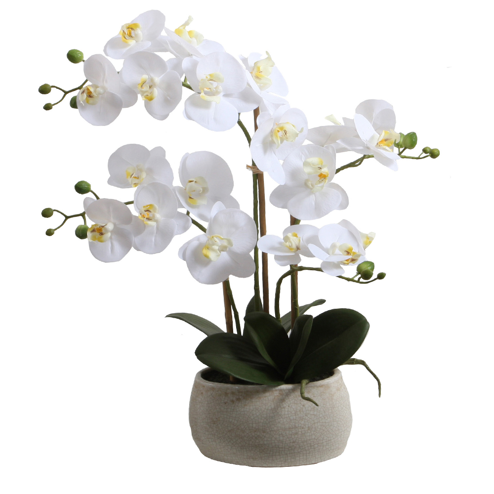 Phalaenopsis Decorative Potted Flower; 56cm 1