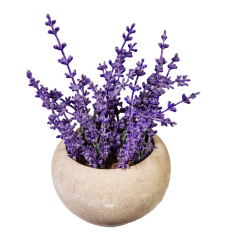 U2 LIVING: Decorative Lavender Plant: (8×7/18)cm, Purple 1