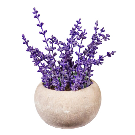 U2 LIVING: Decorative Lavender Plant: (8x7/18)cm, Purple