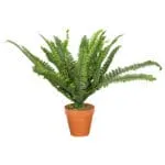 Boston Fern Decorative Potted Flower: 45cm