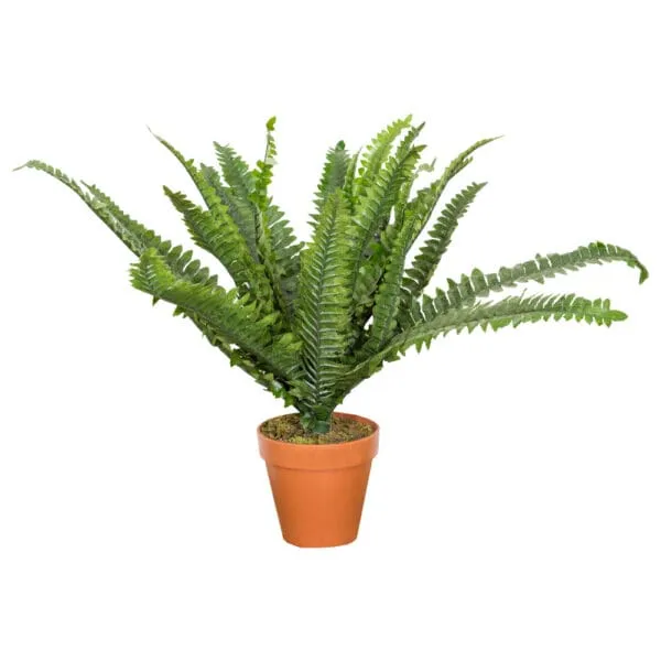 Boston Fern Decorative Potted Flower: 45cm