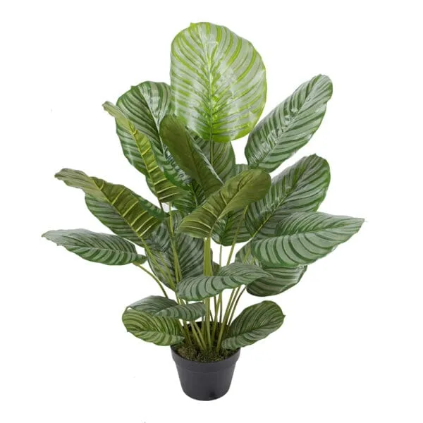 Calathea Decorative Potted Flower: 90cm