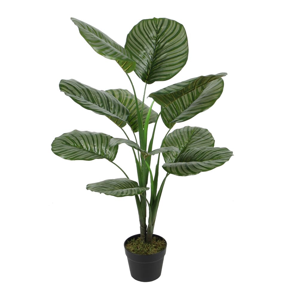 Calathea Orbifolia Decorative Potted Flower; 90cm