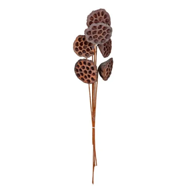 Decoration: Lotus Pod, 6pcs, Natural