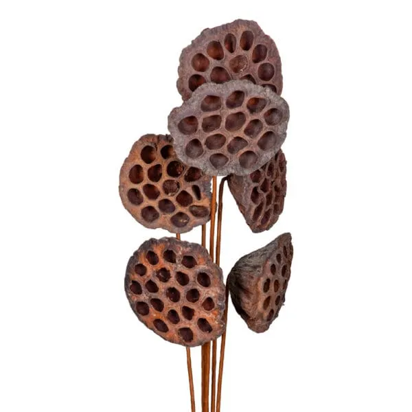 Decoration: Lotus Pod, 6pcs, Natural