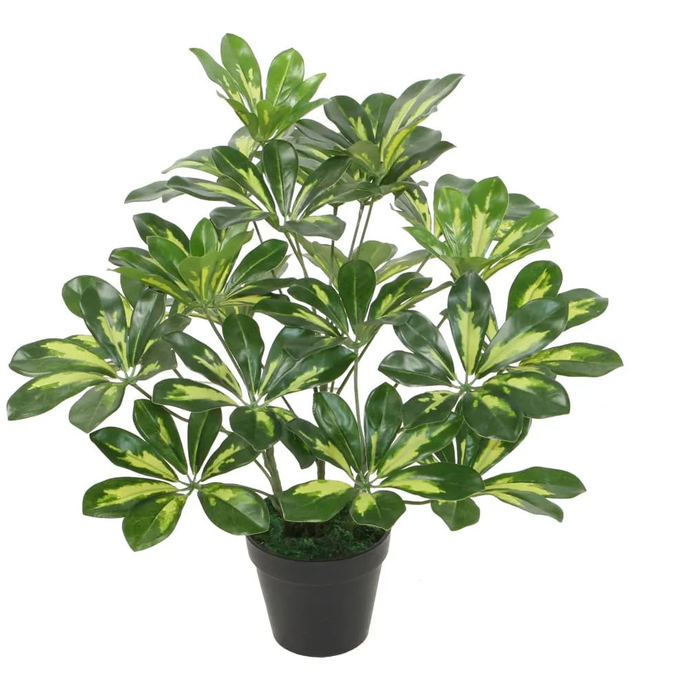 Variegated Scheffera Decorative Potted Flower; 50cm